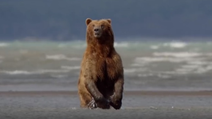 Einwohner Sotschis beschweren sich über Bären
