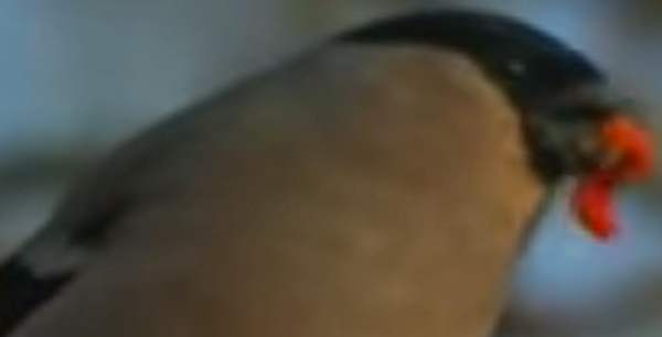 Besoffen wie ein Schwein… oder wie ein Vogel?