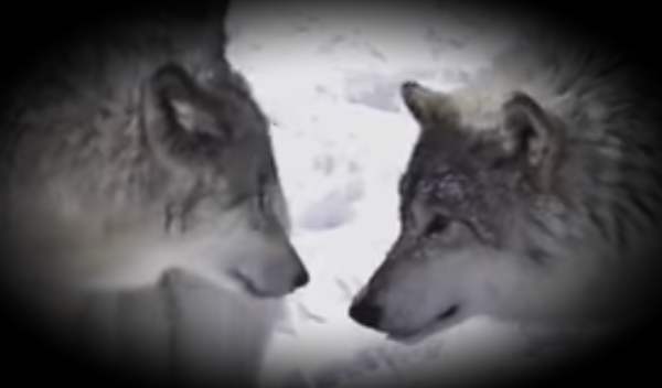 Der Wolf – Geliebter oder Feind? Russland weiß es besser