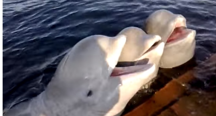 „Walgefängnis“ in Primorje: Alle Wale in Freiheit 