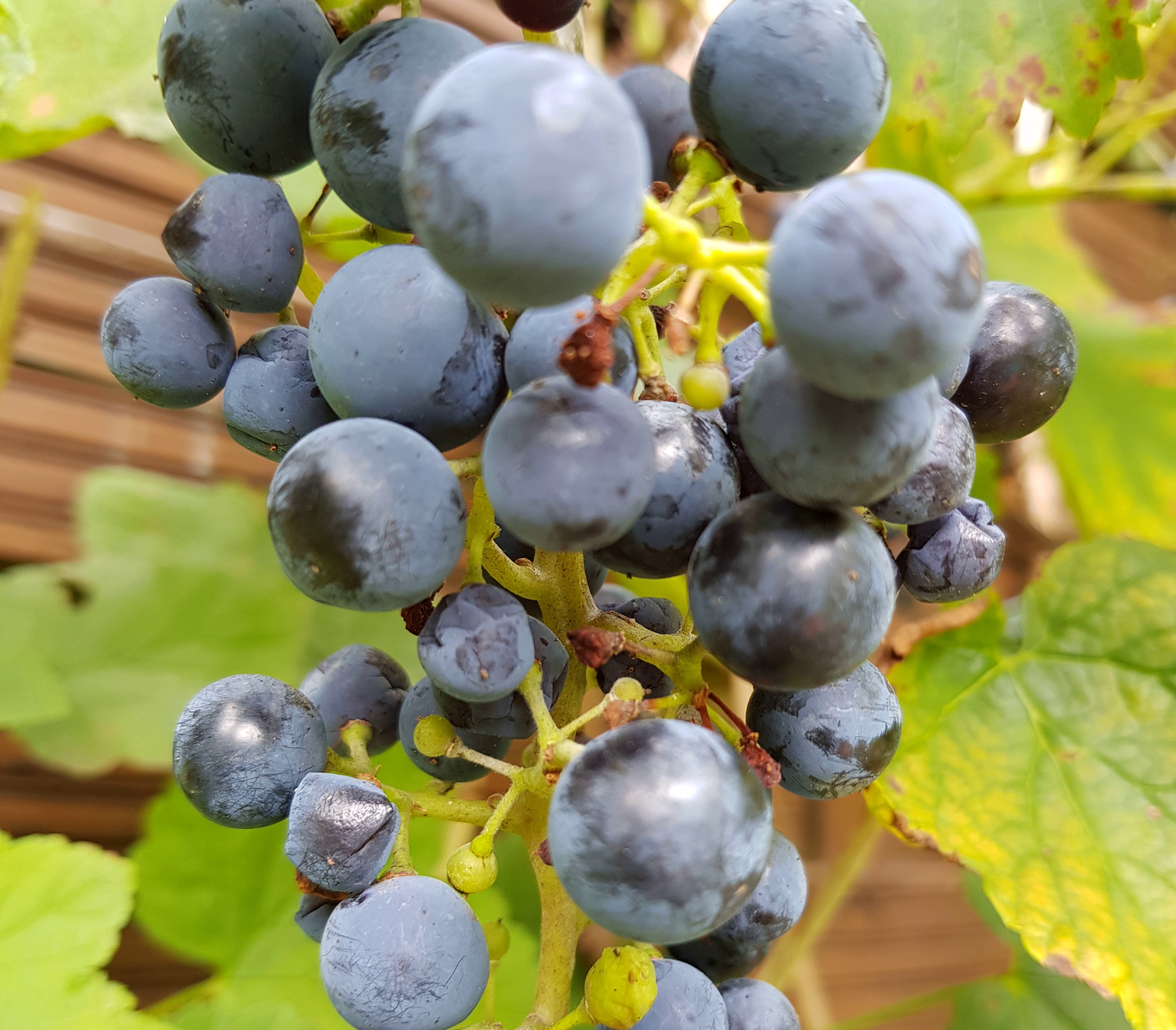 Schaumwein-Streit mit Russland: Frankreichs Champagner-Branche lenkt ein